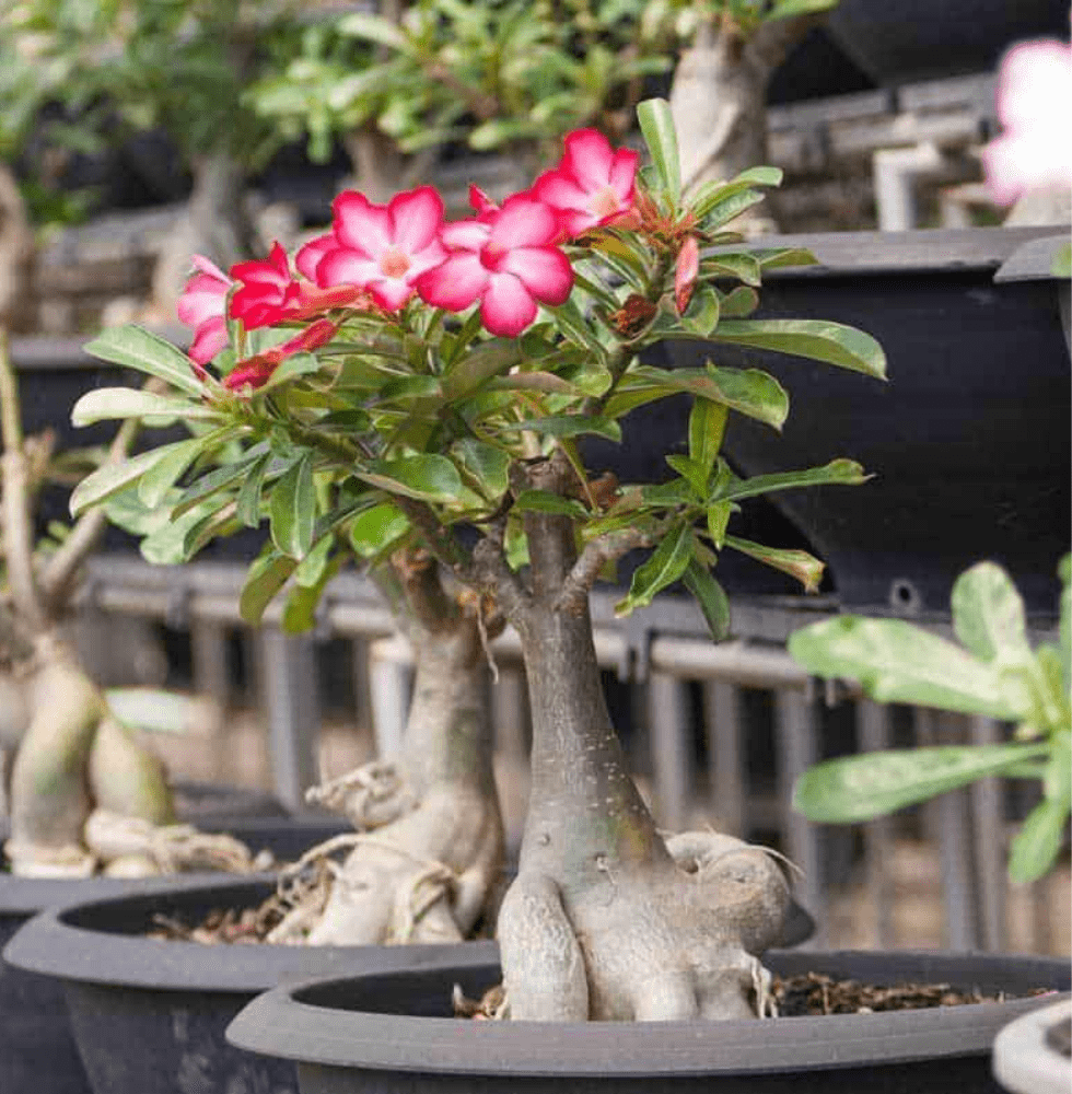 Bonsai Collection