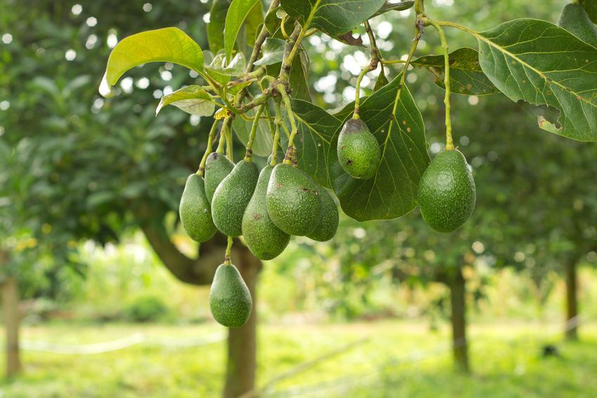 Fruit Plants