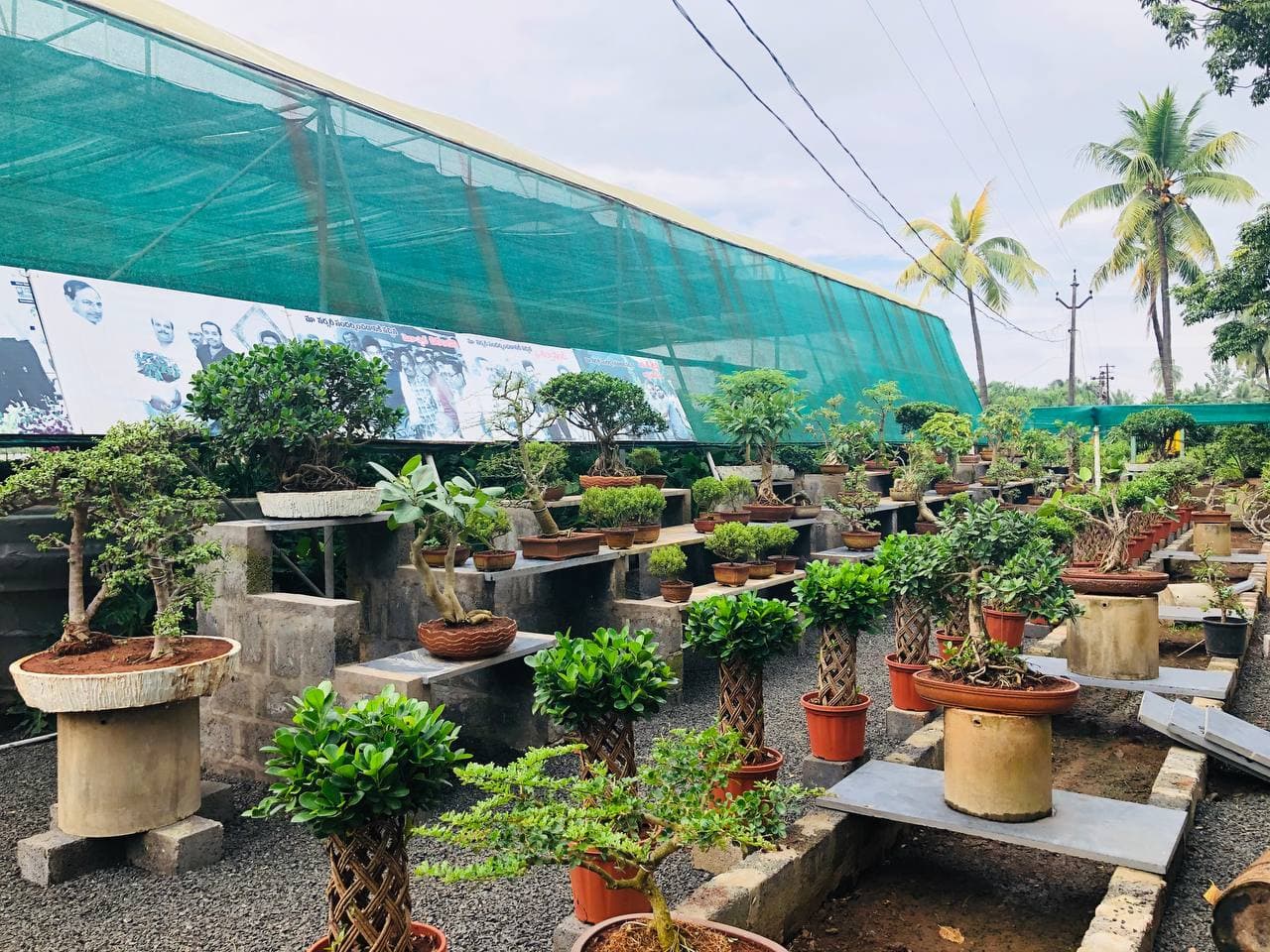 Greenhouse